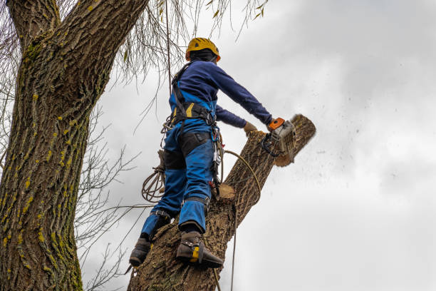 How Our Tree Care Process Works  in  Peekskill, NY